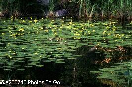 Yellow pond lillies
